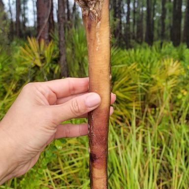 12" Monster Bully Stick (20 pieces per bag)(Low Odor)